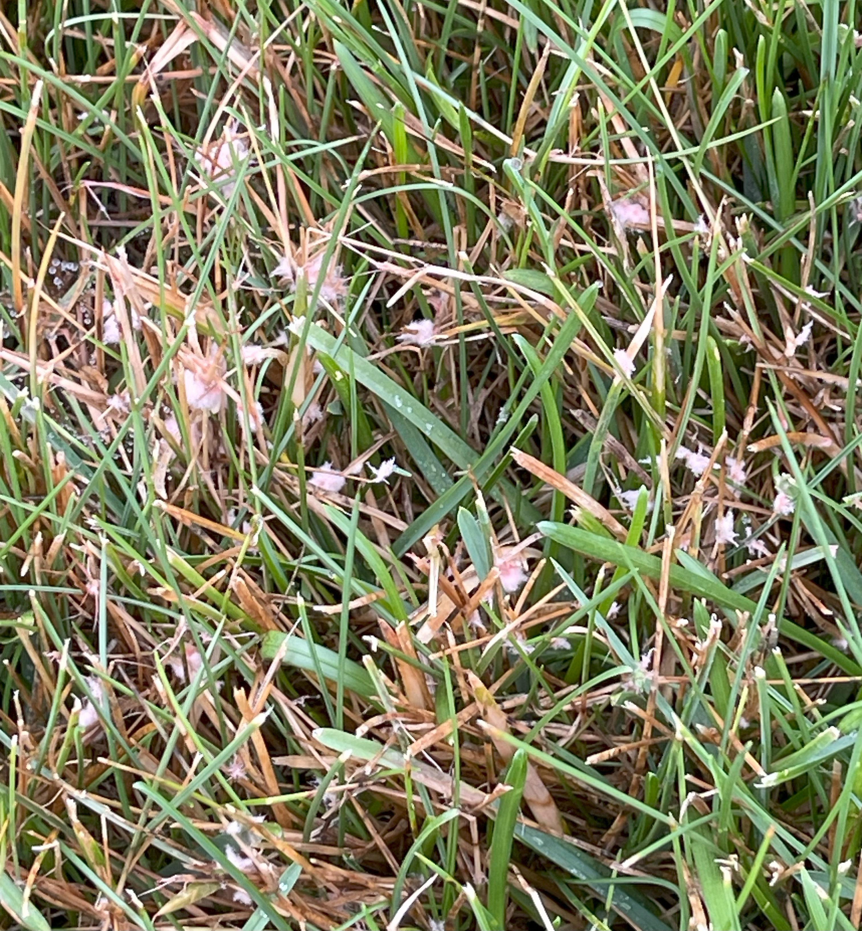Red thread in grass.
